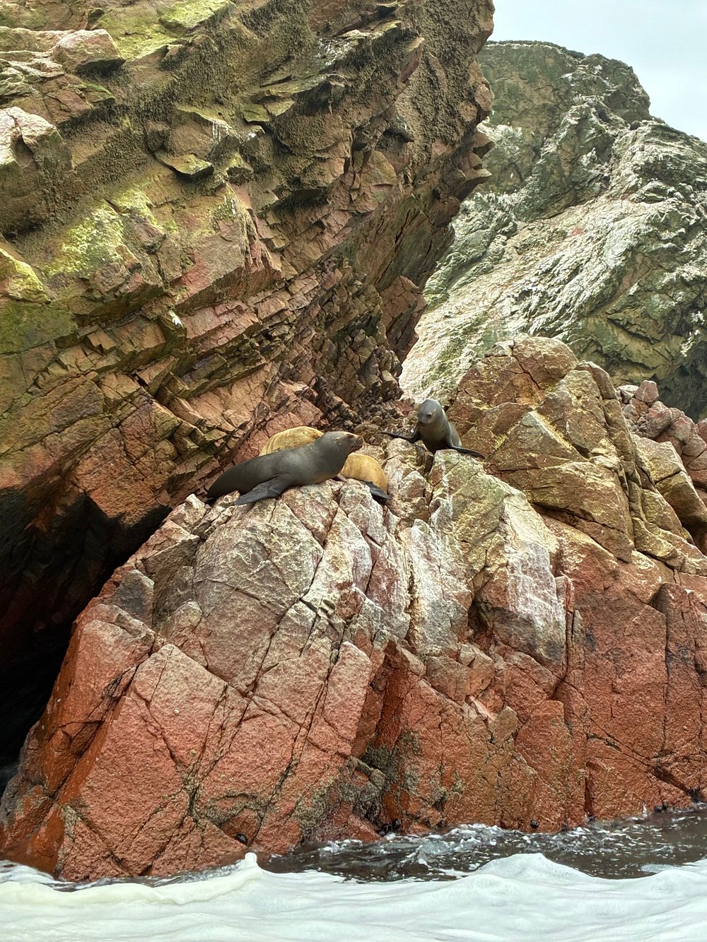Lobos marinos en la Reserva Nacional de Paracas